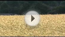 Заброшенная белорусская деревня, ужас, поле ржи, пшеница